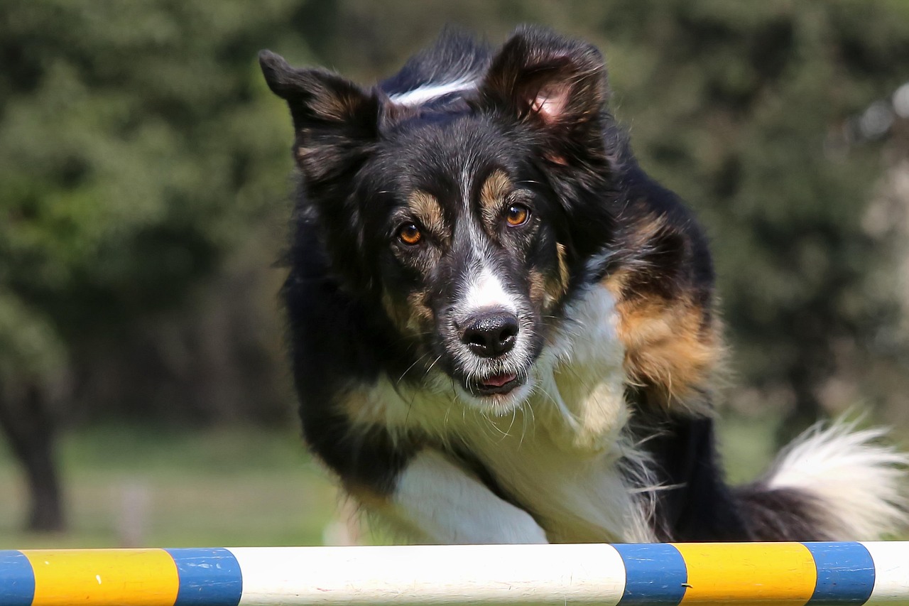 dog, jumping, show, pet, animal, competition, canine, happy