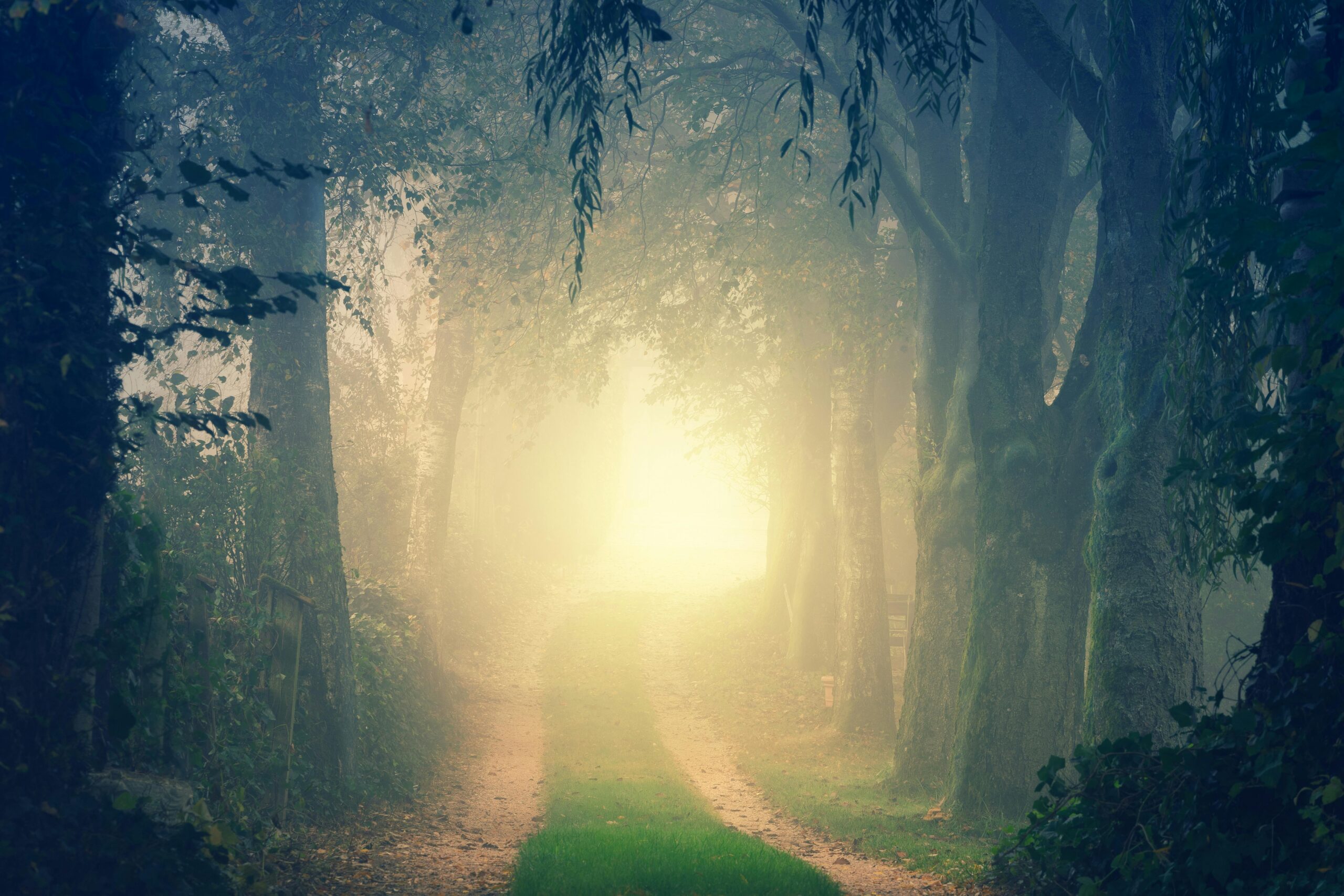A serene and mystical forest pathway enveloped in mist during autumn, inviting exploration and wonder.