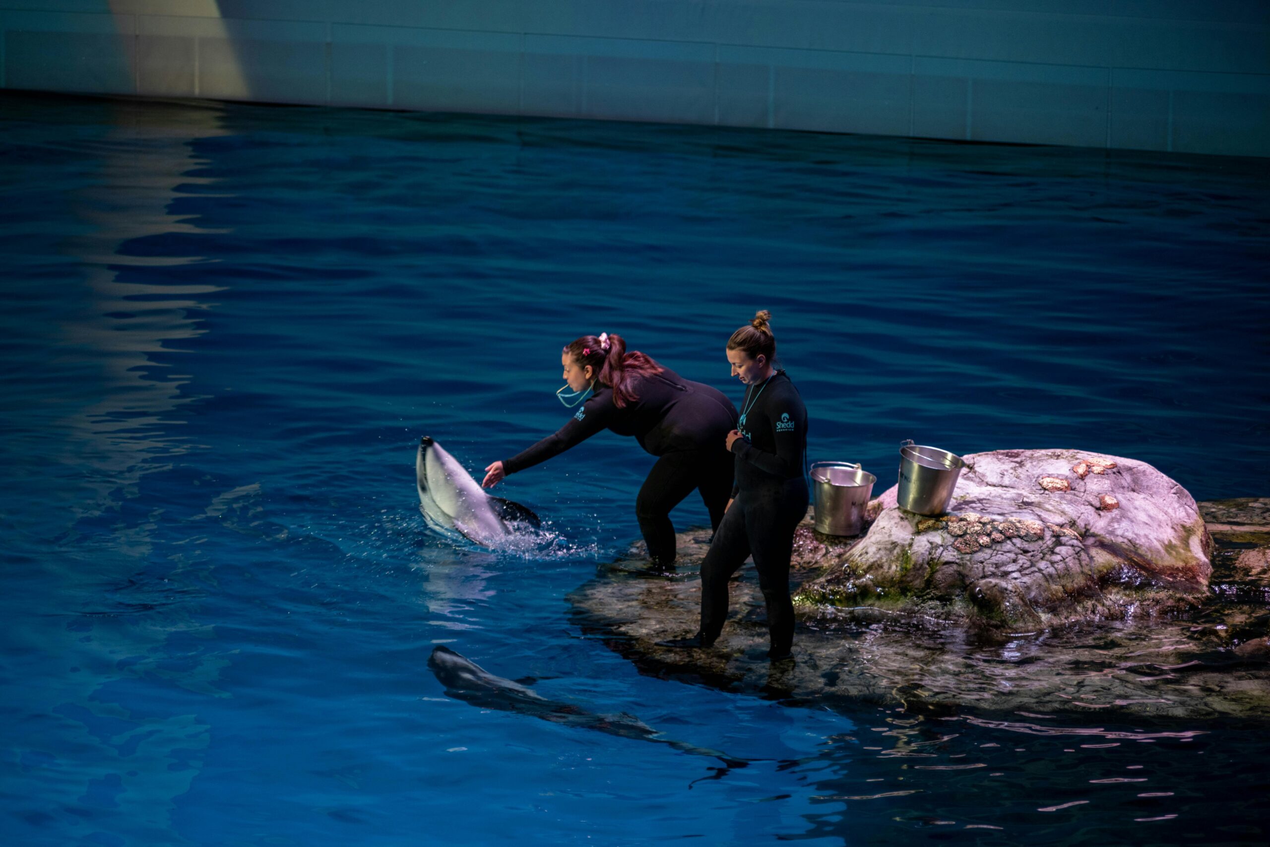 Two trainers interact with dolphins at a Chicago aquarium, showcasing marine life behavior training.