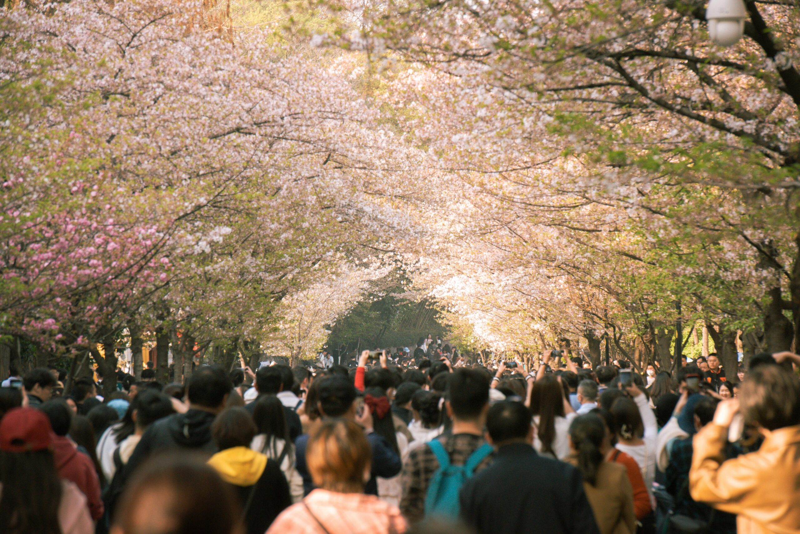 A lively crowd strolls under blooming cherry blossoms in a scenic park during spring.
