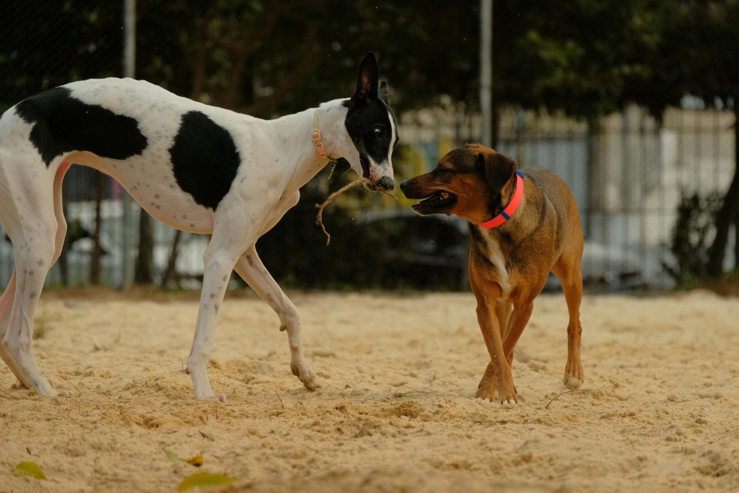 Two dogs playing together on sandy ground, showing joy and friendship outdoors in Curitiba.