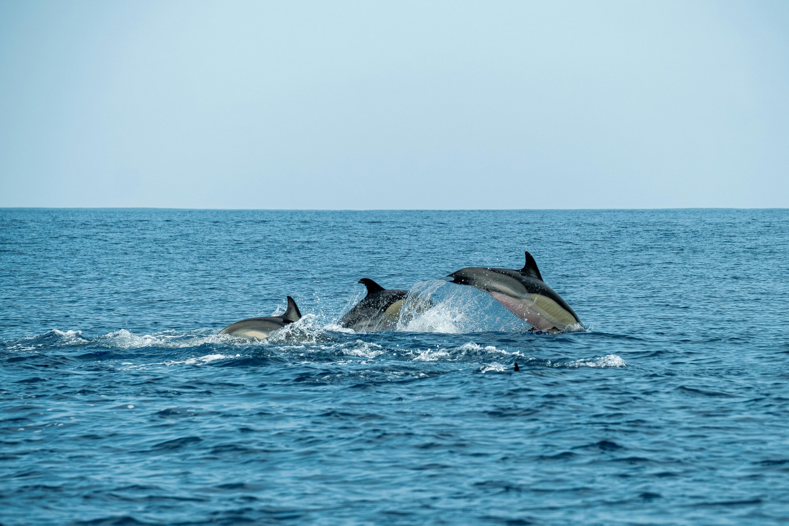 A serene view of dolphins swimming in the deep blue ocean on a clear day.
