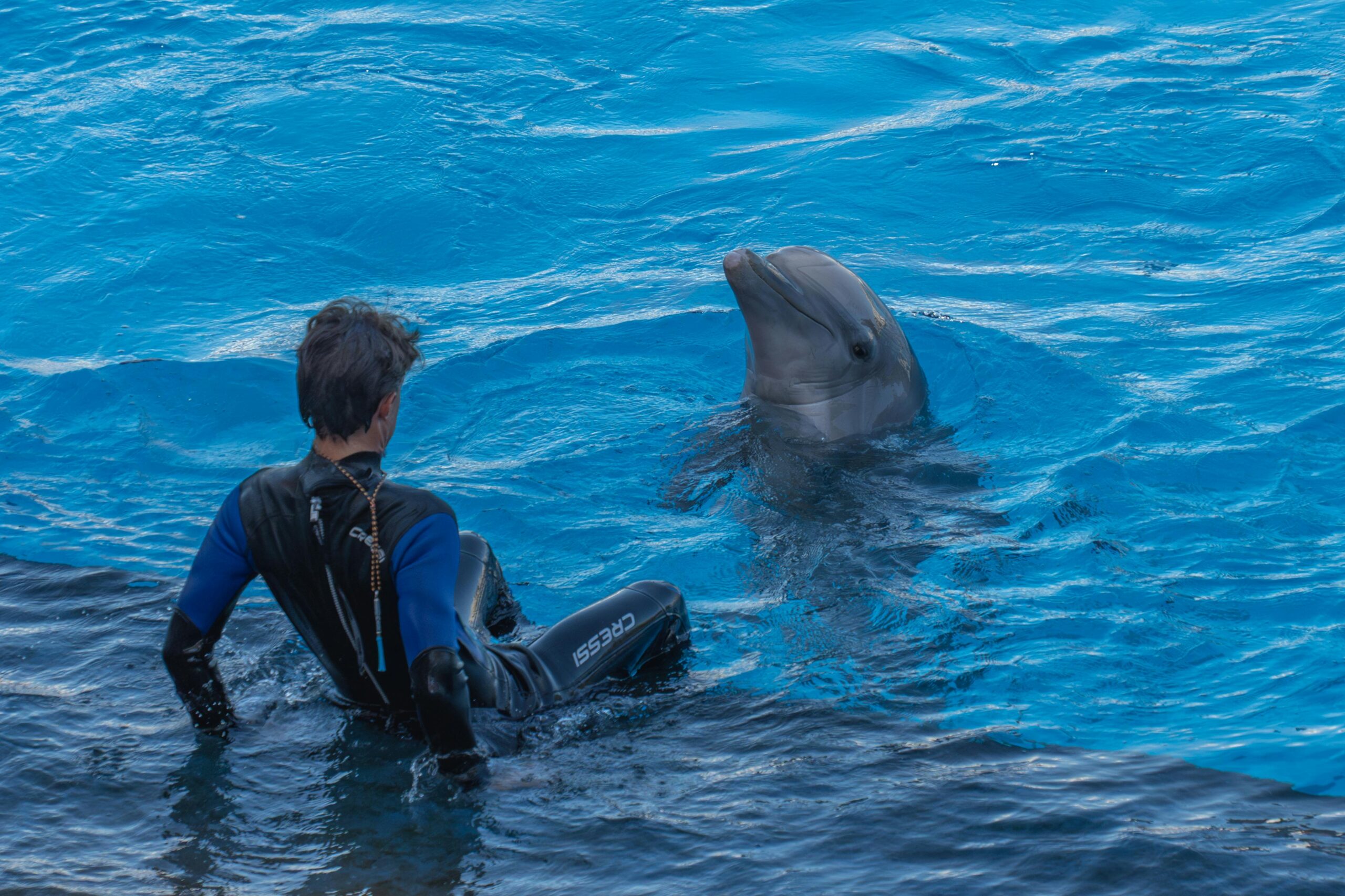 A dolphin interacting playfully with a trainer in the clear blue waters of Valencia, Spain.