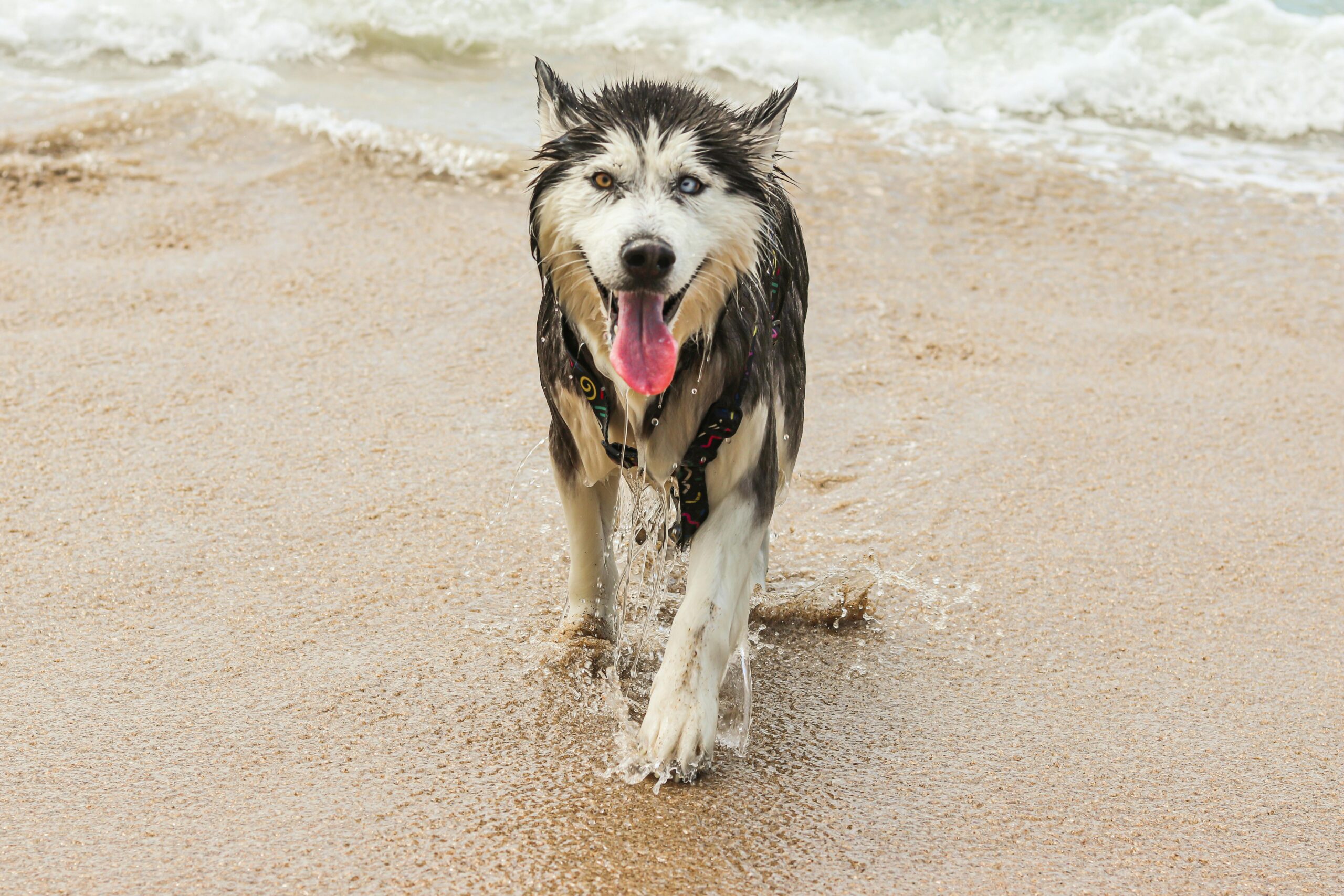 A joyful malamute dog splashing at the beach, enjoying the sun and sand.
