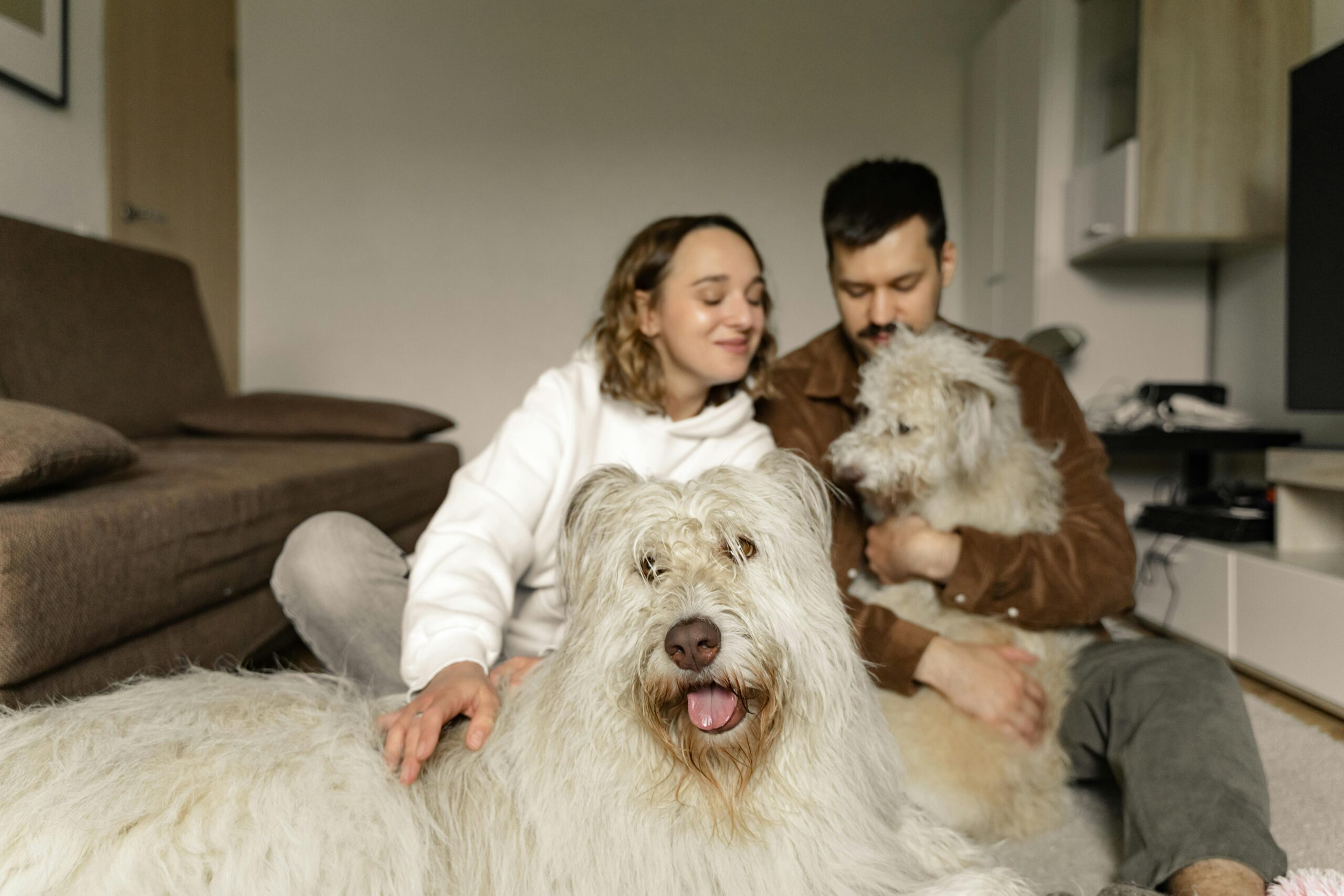 Couple sitting indoors, embracing their two playful Old English Sheepdogs on a cozy day.